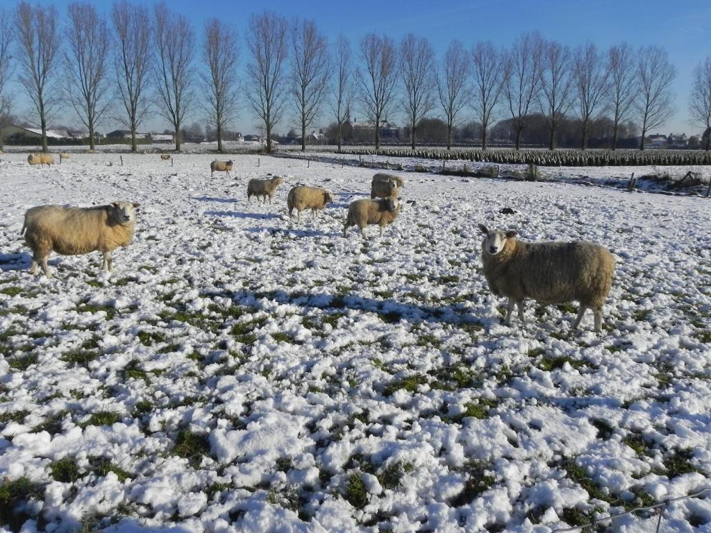 Hoeve De Mertel Biezenmortel Exteriör bild